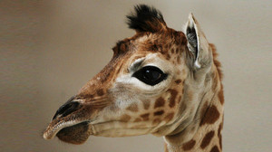 Die süßesten Giraffen-Babys in Zoos weltweit