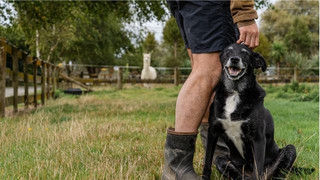 Tierexperte warnt: Diese fünf Menschen sollten keinen Hund halten