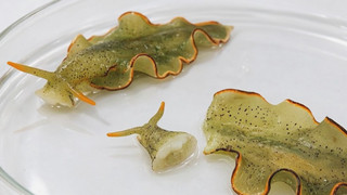 Crazy Nature: Die kopflose Schnecke