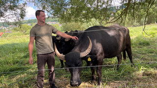 Wasserbüffel als Landschaftspfleger in Fulda-Gläserzell