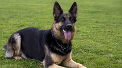 Schmerzensgeld nach Rettung aus Schäferhund Maul