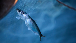Ermittlungen wegen Tierquälerei: 30 Tote Fische in Netz im Diemelsee