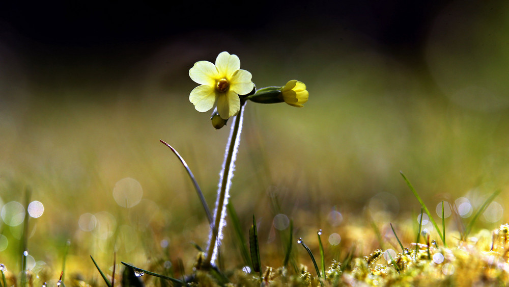 Eine Schlüsselblume steht auf einer Wiese