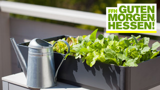 Gemüse selber anbauen: Welche Sorten eignen sich für Anfänger?