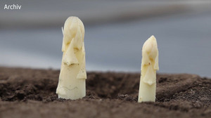 Spargel schon ab Mitte März? So viel soll ein Kilogramm kosten