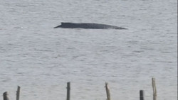 Umweltminister: Wal hat sich wieder fest geschwommen