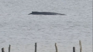 Umweltminister: Wal hat sich wieder fest geschwommen