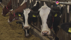 Ehrenpreis für innovative Tierhaltung geht an Hof im Kreis Schleswig-Flensburg