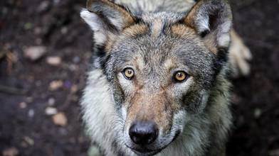 Wolfsattacke in Hamburg ist Präzedenzfall