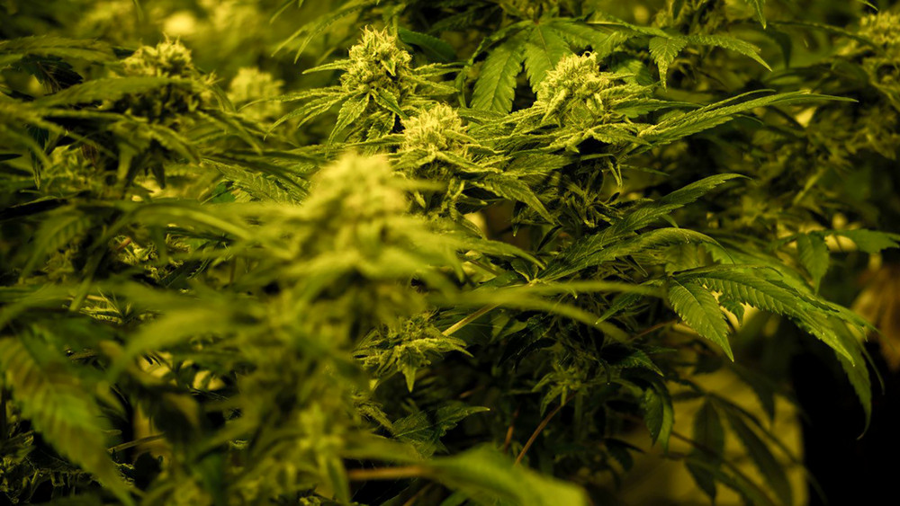 Ein erster, strenger Gesetztesentwurf zur Cannabis-Legaliserung liegt vor. Änderungen wird es aber sehr wahrscheinlich noch geben 