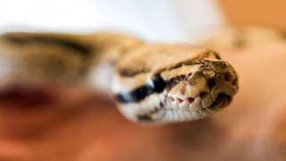 Würgeschlange in Waibstadt in Altkleidercontainer ausgesetzt