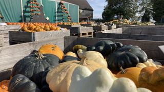 Kürbis-Welten in Hünfelden 2024: 300 Sorten zum Schnitzen und Essen