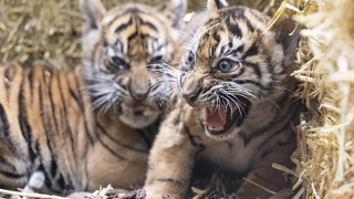 Zoo Frankfurt: Tiger-Jungen Raja und Rimba im Frankfurter Zoo getauft