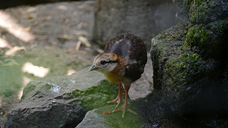 Flauschiger Nachwuchs: Süße Vogelbabys im Heidelberger Zoo