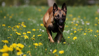 Schwalmstadt-Wiera: Hund beißt zwei Kinder und deren Vater