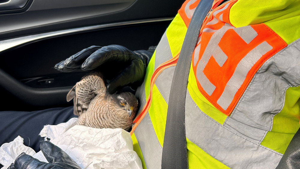Polizist im Auto mit dem Sperber auf dem Schoß.