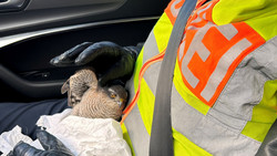 Greifvogel auf A61 gerettet: Polizei nutzt kurioses Mittel