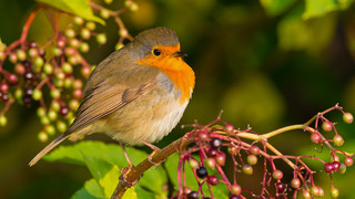 NABU Hessen bittet: Tiere im Garten mit Wasser versorgen