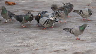 Limburg: Tierschützer kritisieren Gnadenhof-Lösung für Tauben