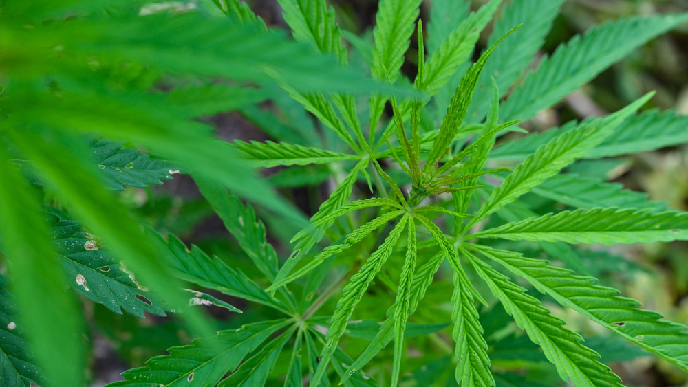Hanf (Cannabis) wächst in einem Garten.