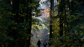 Volksfest in Frankfurt: Stadtwald wird 650 Jahre alt