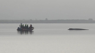 Kaum Überlebenschancen: Rettungsversuche für Wal vor Wismar eingestellt