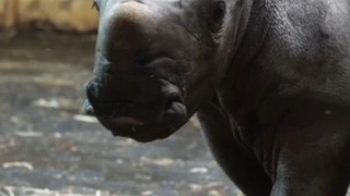 Nachwuchs bei den Breitmaulnashörnern: Liam sorgt für Freude im Zoo Osnabrück