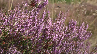 Lila Blütenpracht: Heideblüte startet erneut früher