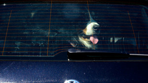 Besitzer beim Shoppen: Hunde bei Hitze im Auto - ein Tier tot