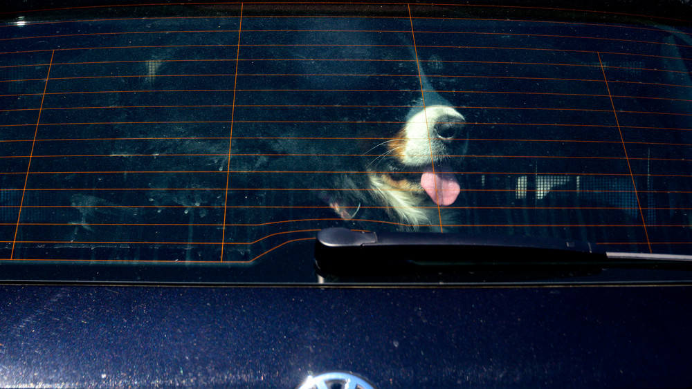 So bitte nicht! Ein Berner Sennenhund hechelt bei strahlendem Sonnenschein in einem geparkten Auto (Symbolbild).