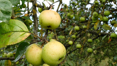 Gratis-Obst-Ernte in Limburg: Diese Regel gilt jetzt