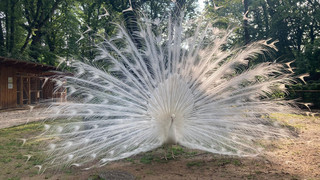Weißes Pfauenpaar: Neuer Hingucker im Wirgarten Fulda
