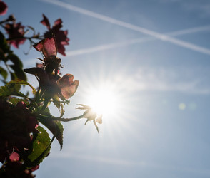 Hitzerekord für Hessen mit 40,3 Grad