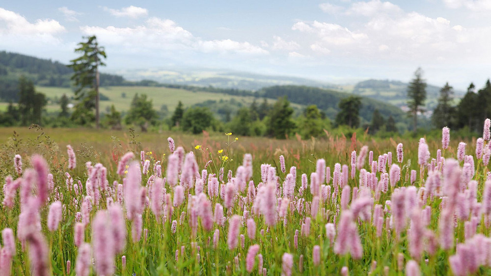 Die Bergmähwiesen im Vogelsberg sind eine einzigartige ökologische Landschaft - und stehen zur Wahl zum "Naturwunder". 