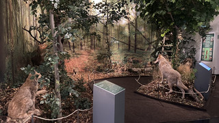 Naturkundemuseum Kassel: Wald ist Thema neuer Sonderausstellung