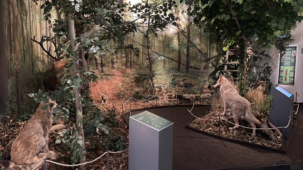 So könnte ein gesunder Wald aussehen. Das Naturkundemuseum Kassel hat in mühevoller Kleinstarbeit Waldszenen und lebensgroße Tiere aufgebaut.