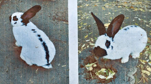 Von Kasseler Bauernhof entführt: Wo ist Kaninchen "Motte"?