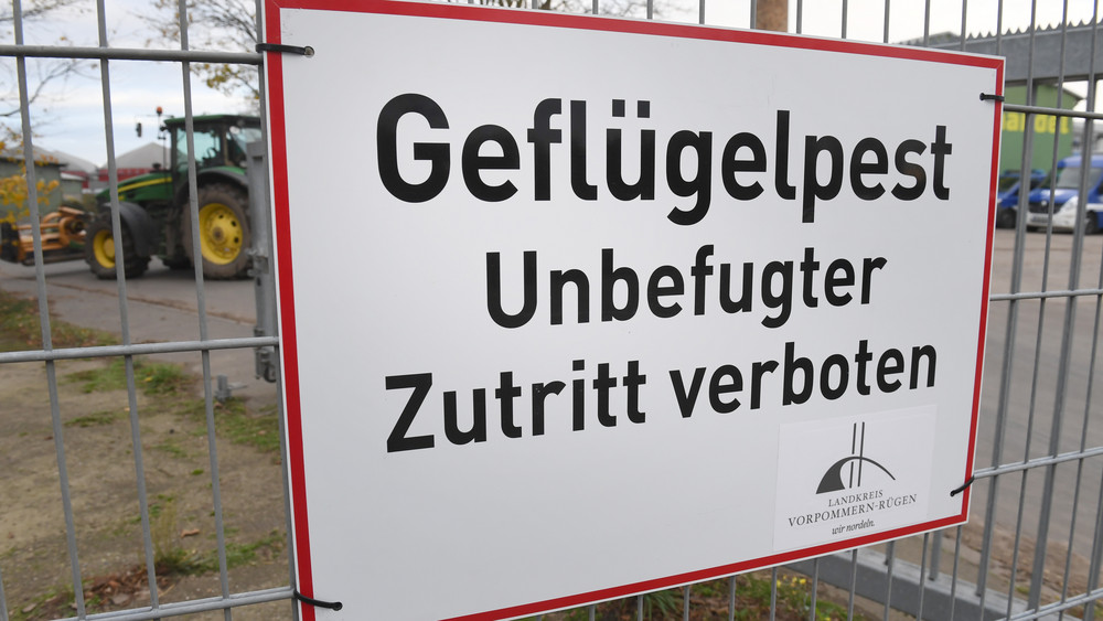Im Vogelsbergkreis ist eine mit dem Geflügelpest-Virus infizierte Graugans gefunden worden (Symbolbild). 
