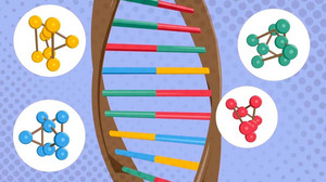 Videografik: DNA – Code des Lebens