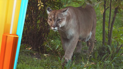 Vermeintliche Großkatze gesichtet: Ein Puma in Bayern?