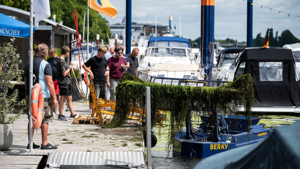 Bekämpfung der Wasserpest im Schiersteiner Hafen