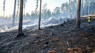 Feuer bei Nentershausen: Rund 10.000 Quadratmeter Wald in Flammen