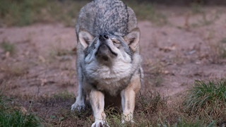 Neue Wölfin im Vogelsbergkreis nachgewiesen