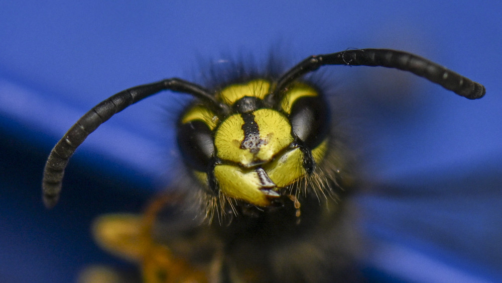 Sie schaut seltener vorbei: Es gibt in diesem Sommer deutlich weniger Wespen-Besuch beim Essen im Freien. Grund ist der nasskalte Frühling, der den Insekten zu schaffen gemacht hat.