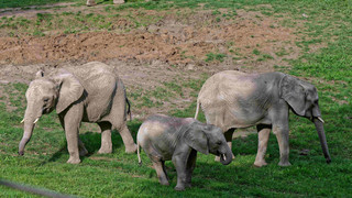 Opel-Zoo in Kronberg: Elefanten-Zusammenführung läuft gut