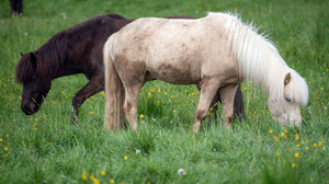 Pferd auf Koppel in Mühltal-Traisa wohl nicht von Wolf verletzt