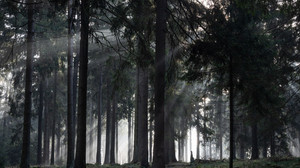Waldflächen in Hessen: Odenwaldkreis mit größtem Waldanteil