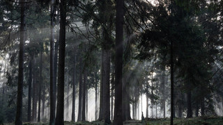 Waldflächen in Hessen: Odenwaldkreis mit größtem Waldanteil