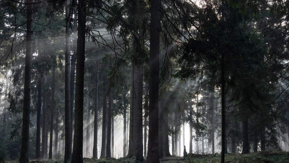 Hessens Wälder- vier Landkreise glänzen mit einem besonders hohen Waldanteil (Archivbild).