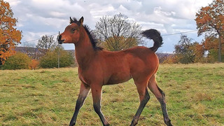 Ausgebüxte Pferde verursachen Unfall auf A44 - Fohlen noch gesucht